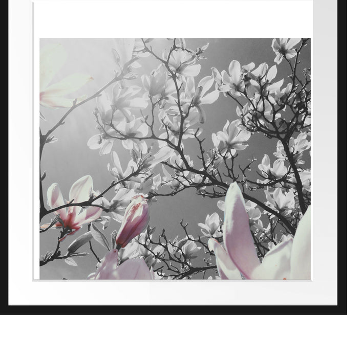 schöne Magnolie Blüten Passepartout Quadratisch 70x70