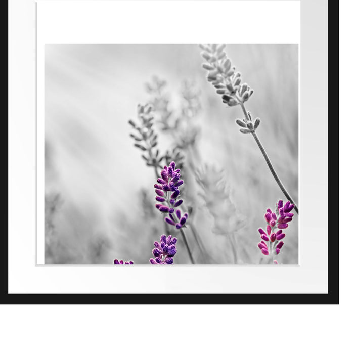schöner Lavendel Passepartout Quadratisch 55x55