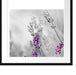 schöner Lavendel Passepartout Quadratisch 55x55