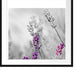 schöner Lavendel Passepartout Quadratisch 70x70