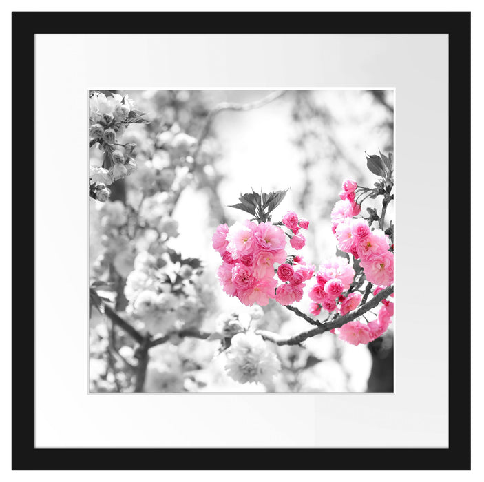 sehr schöne Kirschblüten Passepartout Quadratisch 40x40