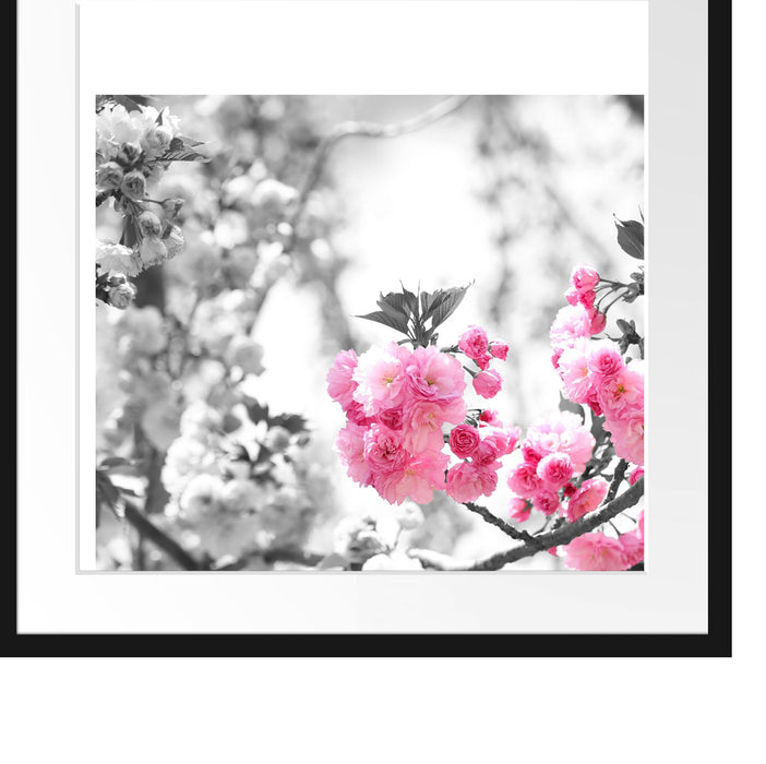 sehr schöne Kirschblüten Passepartout Quadratisch 55x55