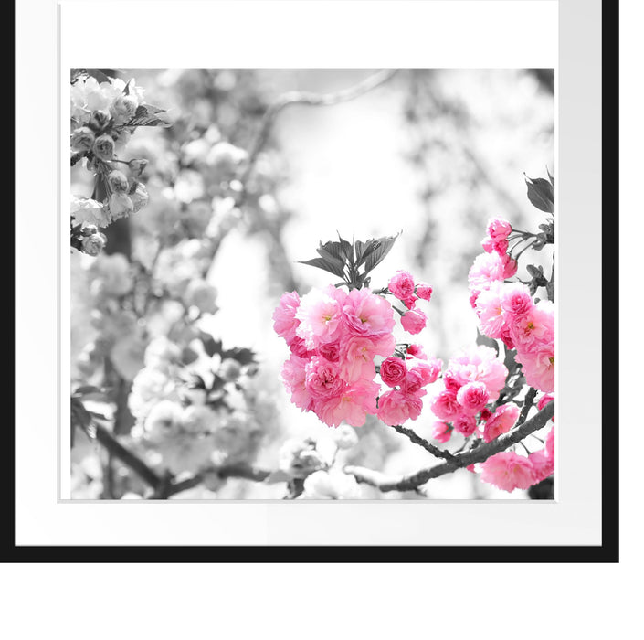 sehr schöne Kirschblüten Passepartout Quadratisch 70x70