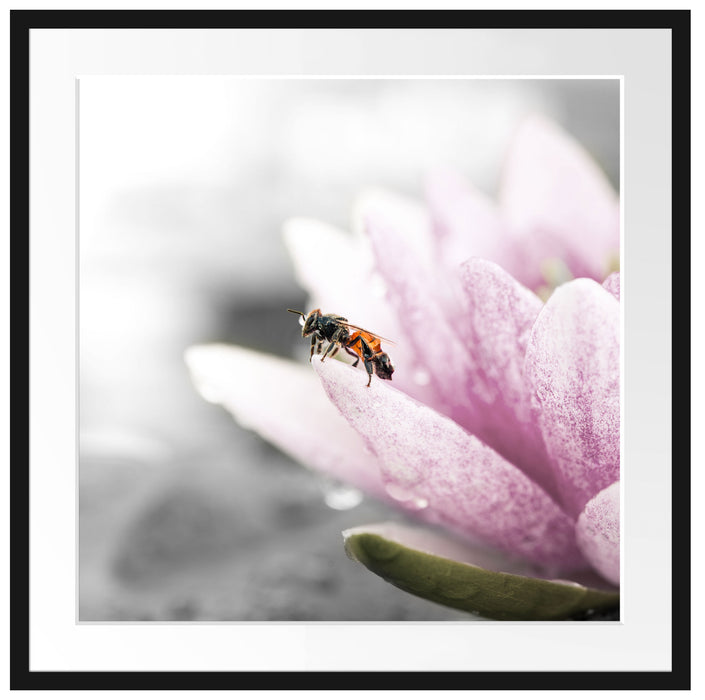 süße Biene auf Seerosenblüte Passepartout Quadratisch 70x70