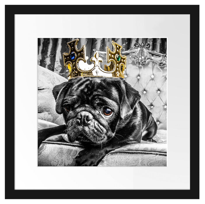 Mops mit Krone auf Thron Passepartout Quadratisch 40x40