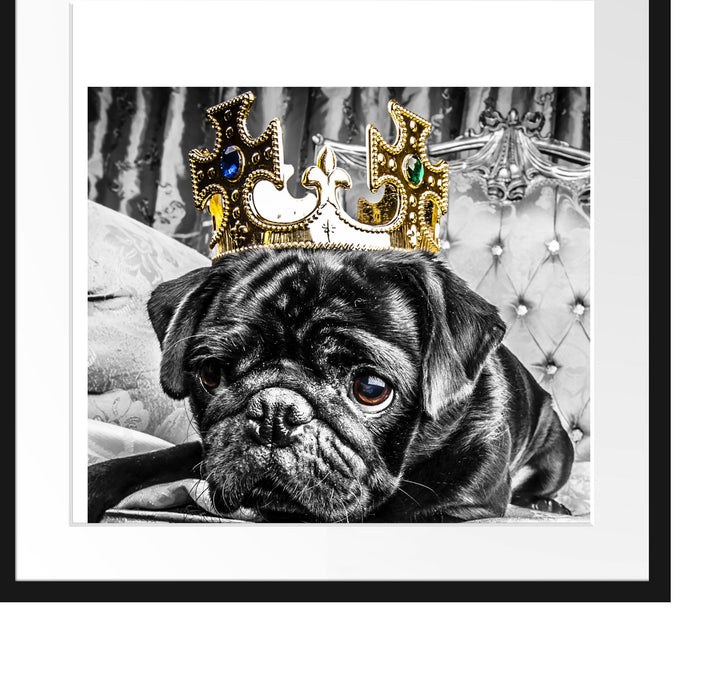 Mops mit Krone auf Thron Passepartout Quadratisch 55x55