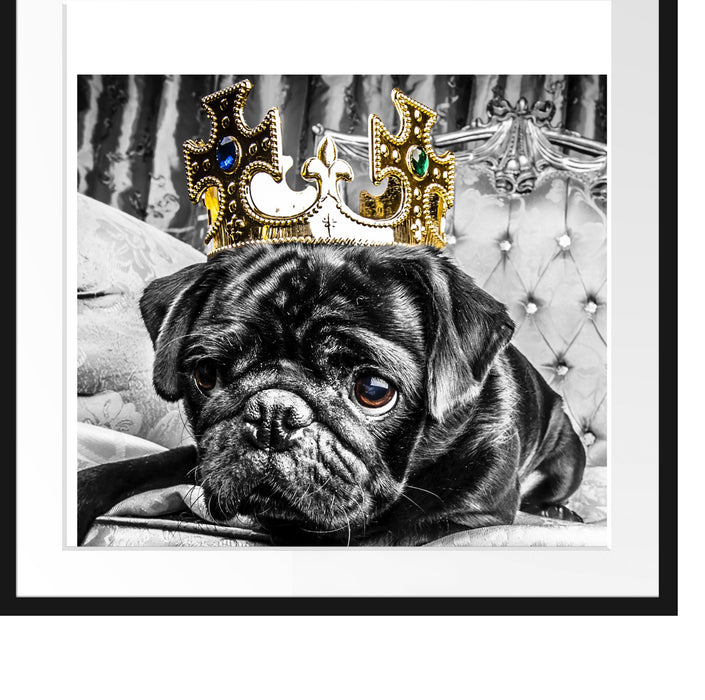 Mops mit Krone auf Thron Passepartout Quadratisch 70x70