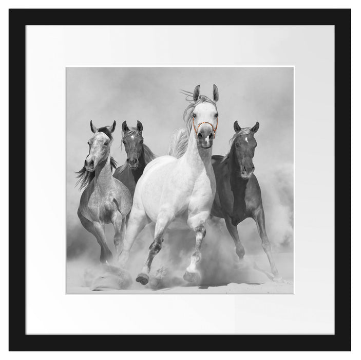 Mustangs ausgelassen in der Wüste Passepartout Quadratisch 40x40