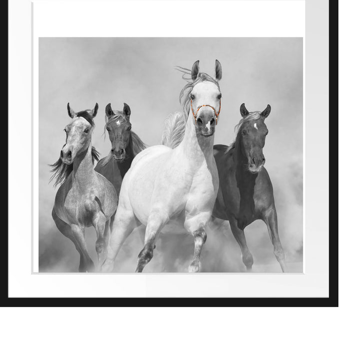 Mustangs ausgelassen in der Wüste Passepartout Quadratisch 70x70