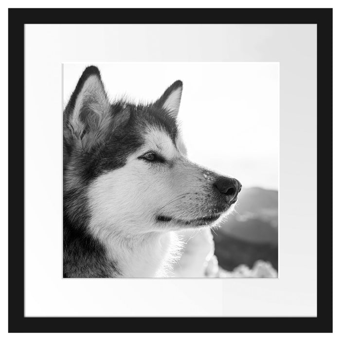 wunderschöner Husky im Schnee Passepartout Quadratisch 40x40