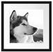 wunderschöner Husky im Schnee Passepartout Quadratisch 40x40