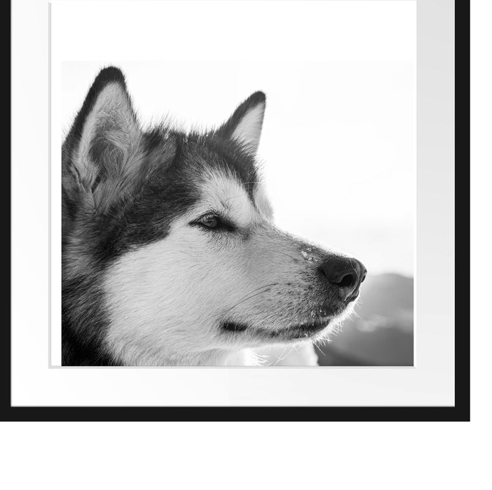 wunderschöner Husky im Schnee Passepartout Quadratisch 55x55