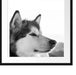 wunderschöner Husky im Schnee Passepartout Quadratisch 55x55
