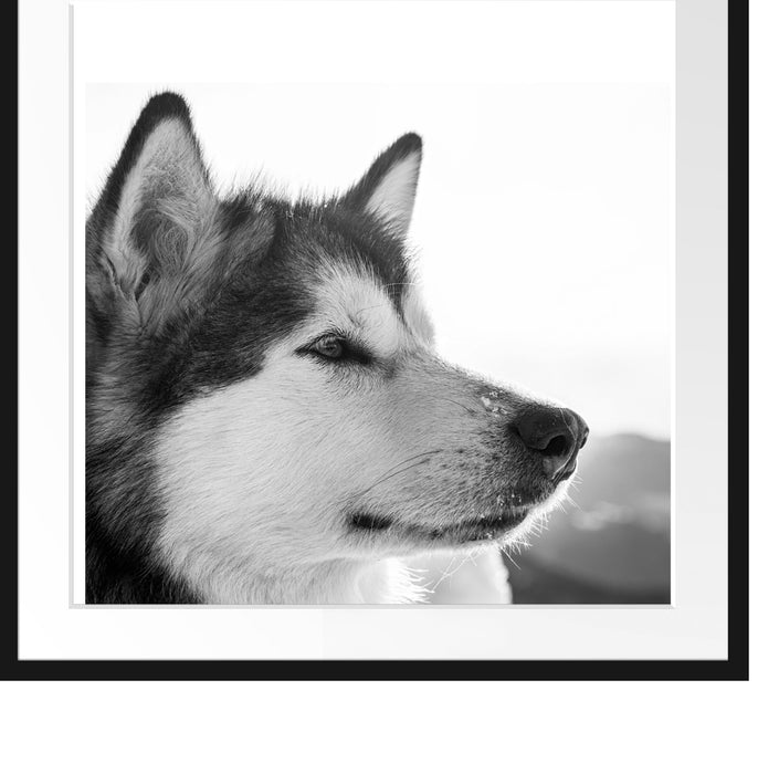 wunderschöner Husky im Schnee Passepartout Quadratisch 70x70