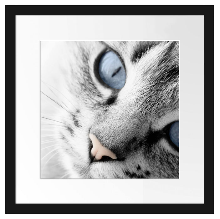 schöne Katzenaugen Passepartout Quadratisch 40x40