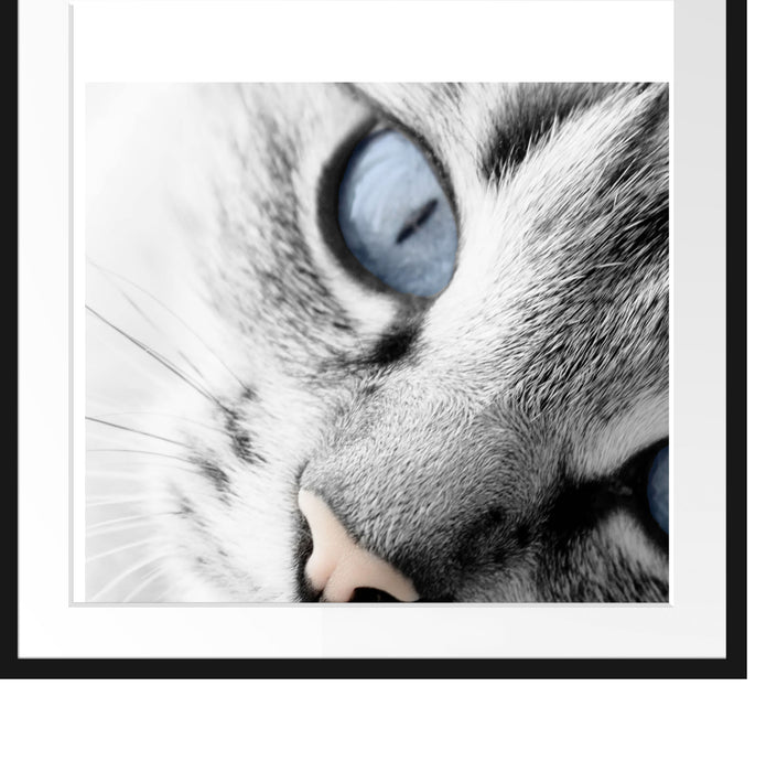 schöne Katzenaugen Passepartout Quadratisch 70x70