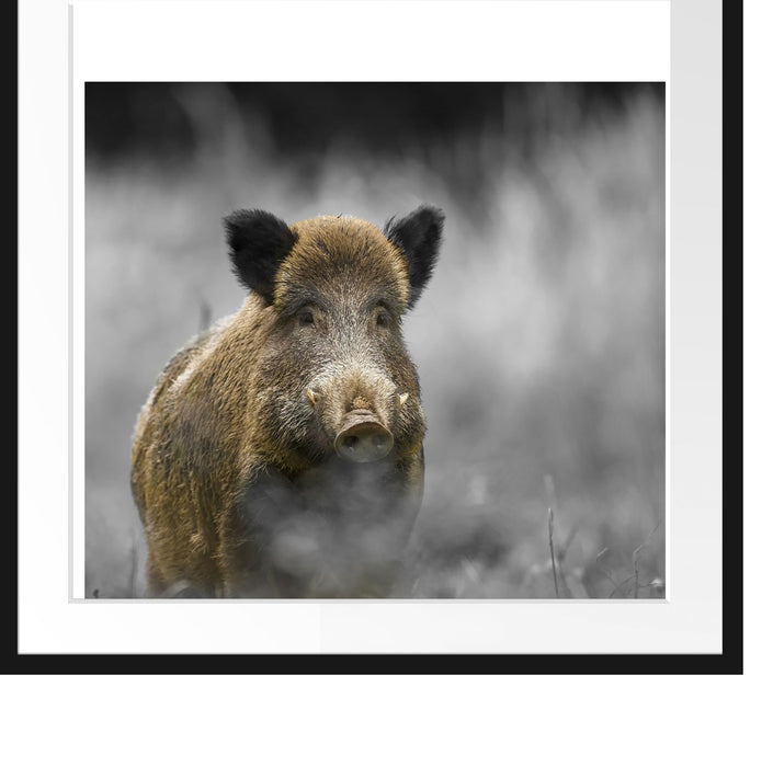 einsames Wildschwein im Wald Passepartout Quadratisch 70x70