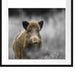 einsames Wildschwein im Wald Passepartout Quadratisch 70x70