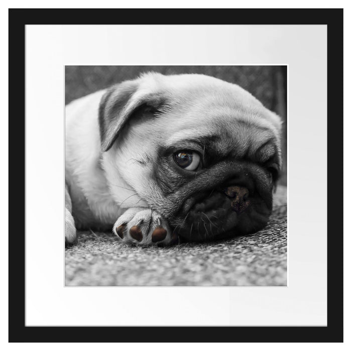 süßer kleiner Mops auf Teppich Passepartout Quadratisch 40x40