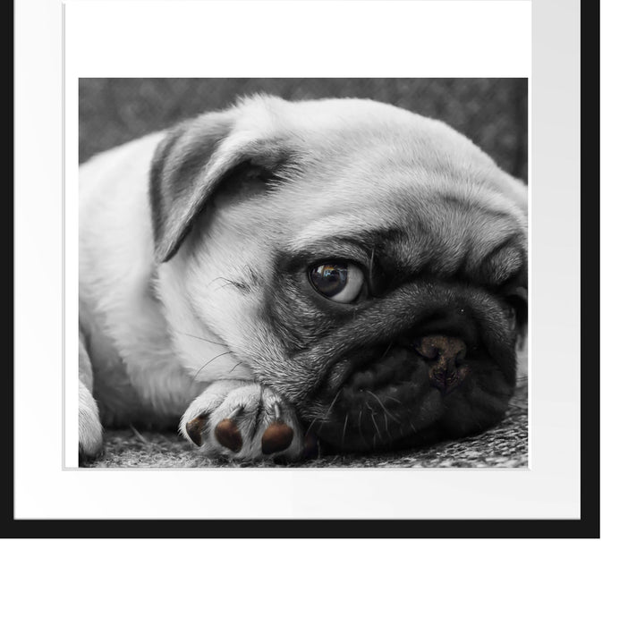 süßer kleiner Mops auf Teppich Passepartout Quadratisch 55x55