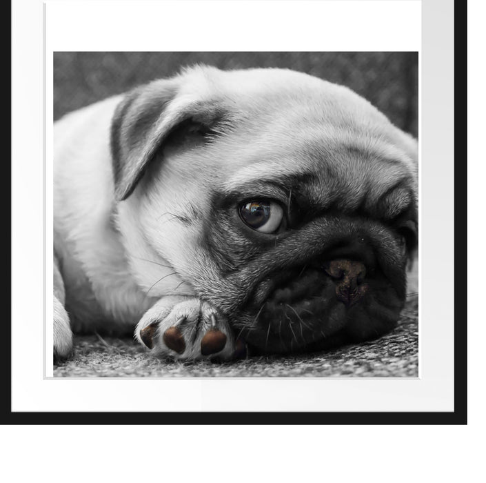 süßer kleiner Mops auf Teppich Passepartout Quadratisch 70x70