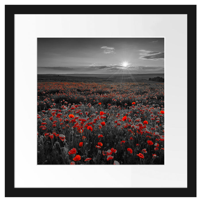 tolles Mohnblütenfeld Passepartout Quadratisch 40x40