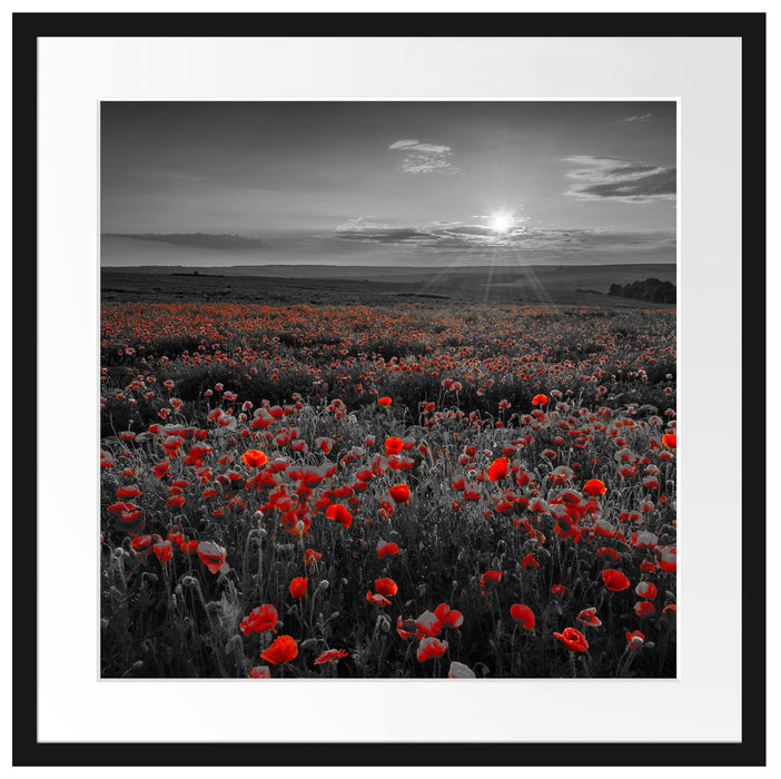 tolles Mohnblütenfeld Passepartout Quadratisch 55x55