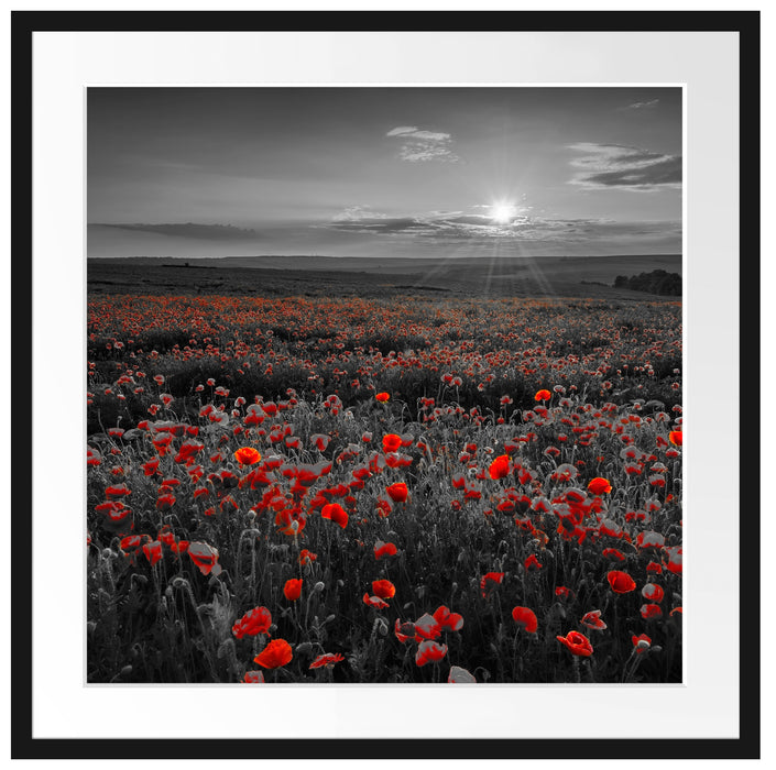 tolles Mohnblütenfeld Passepartout Quadratisch 70x70