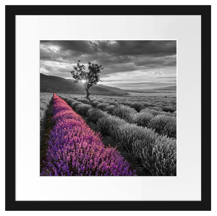 Lavendelfeld mit Baum Passepartout Quadratisch 40x40