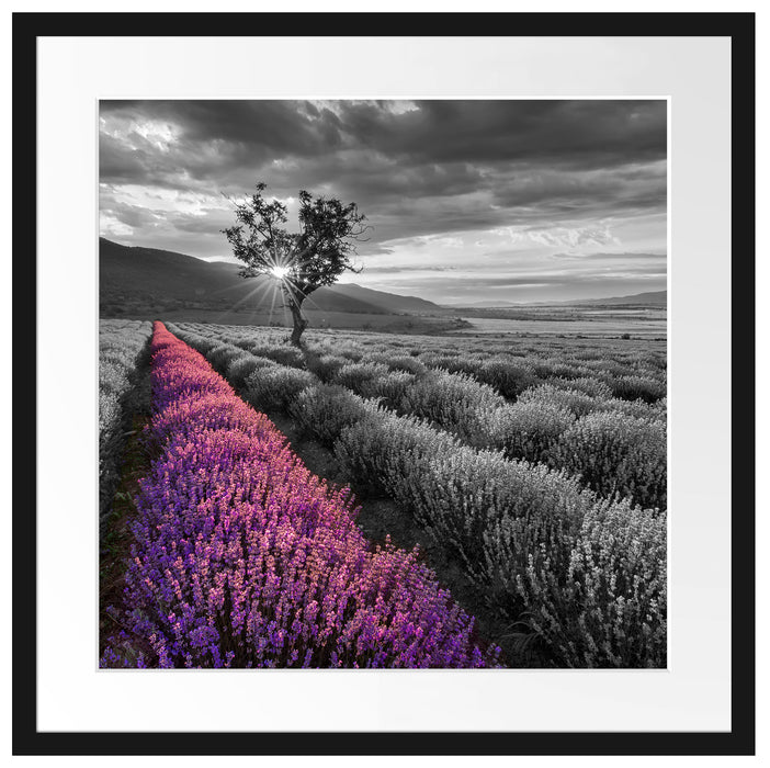 Lavendelfeld mit Baum Passepartout Quadratisch 55x55