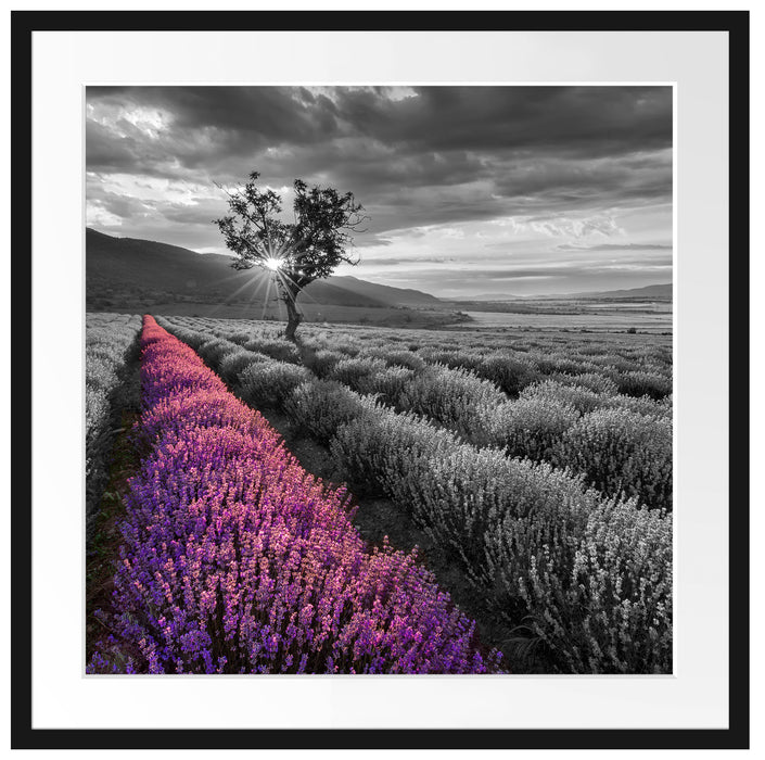 Lavendelfeld mit Baum Passepartout Quadratisch 70x70