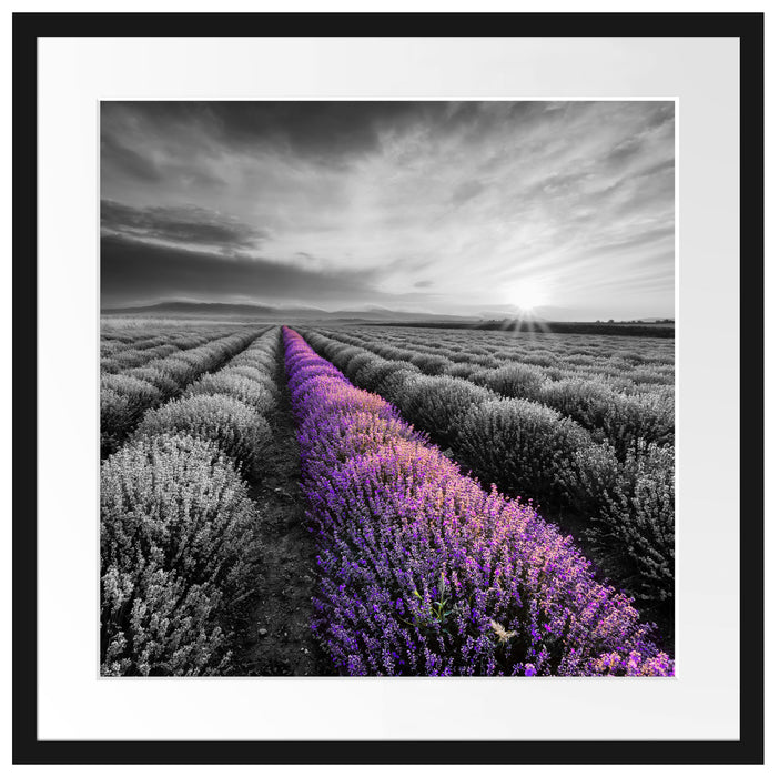 Lavendelfeld in der Provence Passepartout Quadratisch 55x55