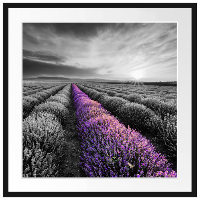 Lavendelfeld in der Provence Passepartout Quadratisch 70x70