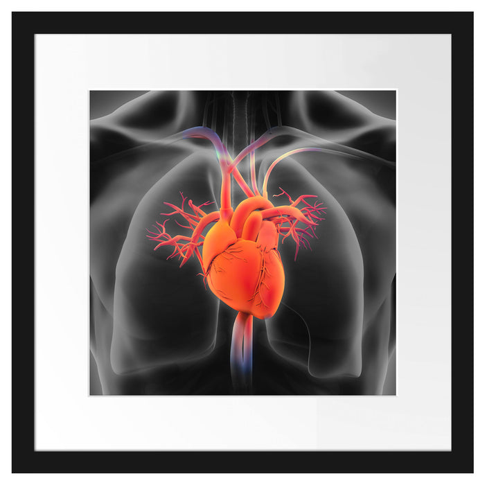 Herzkreislauf des Menschen Passepartout Quadratisch 40x40
