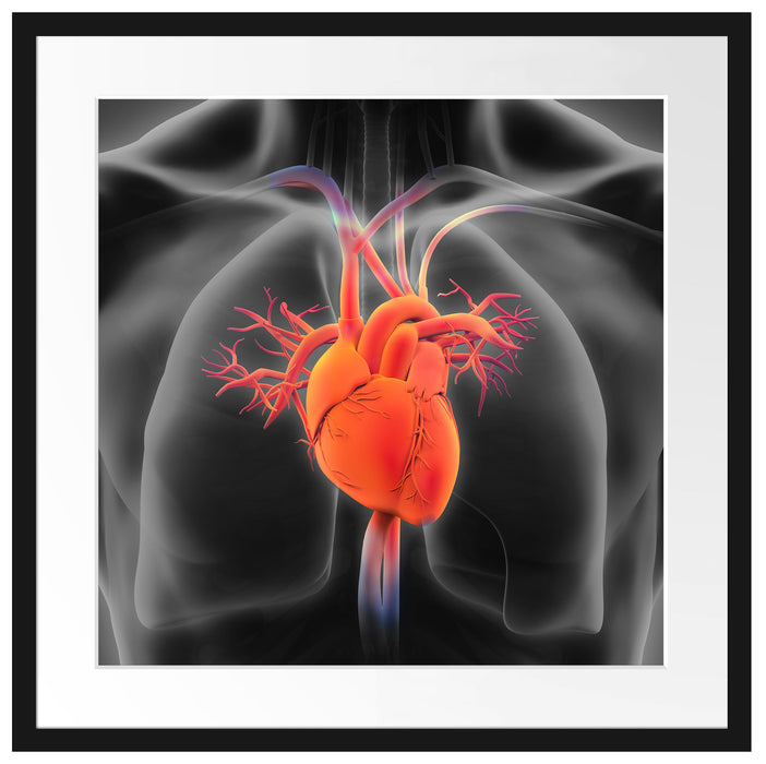 Herzkreislauf des Menschen Passepartout Quadratisch 55x55
