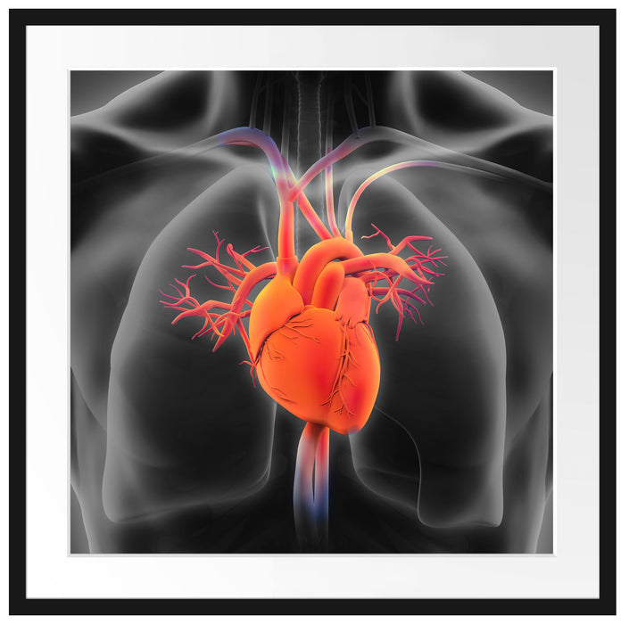 Herzkreislauf des Menschen Passepartout Quadratisch 70x70
