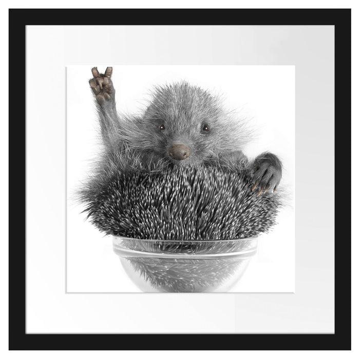 Igel in einer Schüssel Passepartout Quadratisch 40x40
