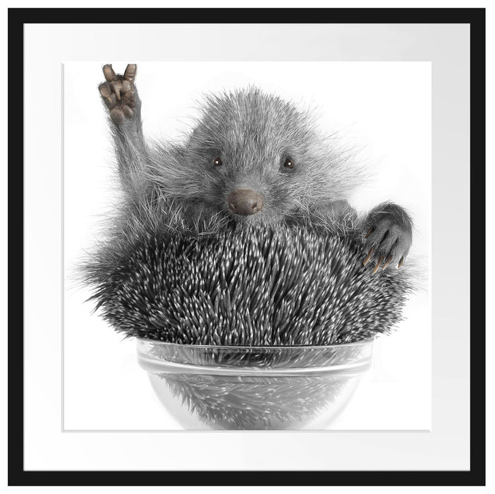 Igel in einer Schüssel Passepartout Quadratisch 55x55