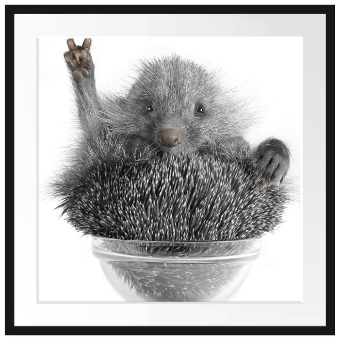 Igel in einer Schüssel Passepartout Quadratisch 70x70