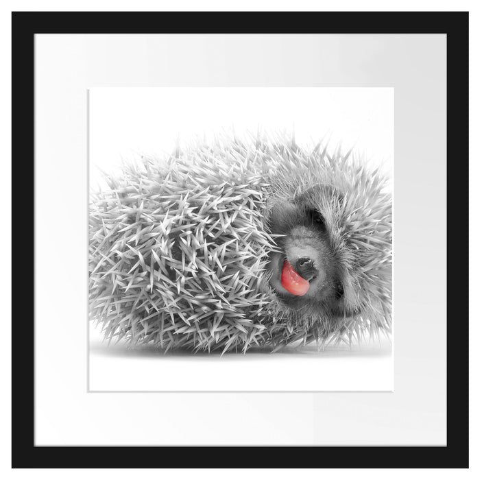 süßer zusammengerollter Igel Passepartout Quadratisch 40x40