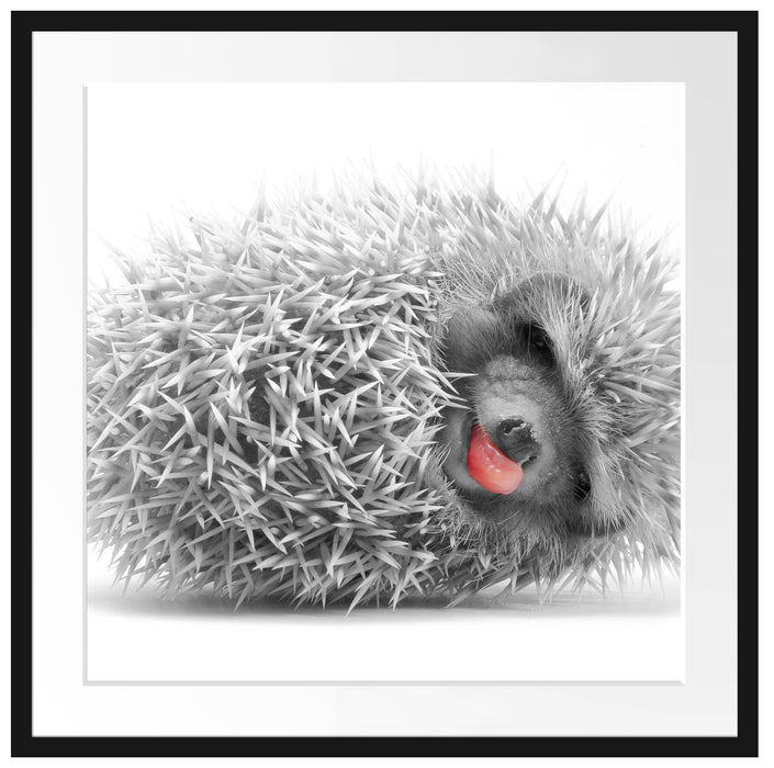 süßer zusammengerollter Igel Passepartout Quadratisch 70x70