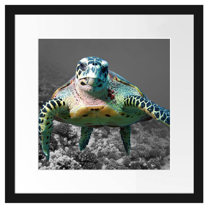 Schildkröte  Korallenriff Passepartout Quadratisch 40x40