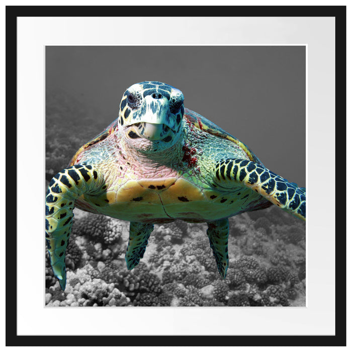 Schildkröte  Korallenriff Passepartout Quadratisch 55x55