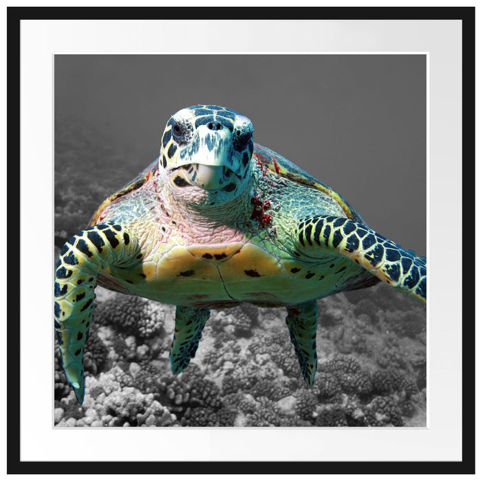 Schildkröte  Korallenriff Passepartout Quadratisch 70x70