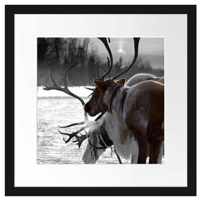 Rentiere im Schnee Passepartout Quadratisch 40x40