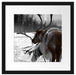 Rentiere im Schnee Passepartout Quadratisch 40x40