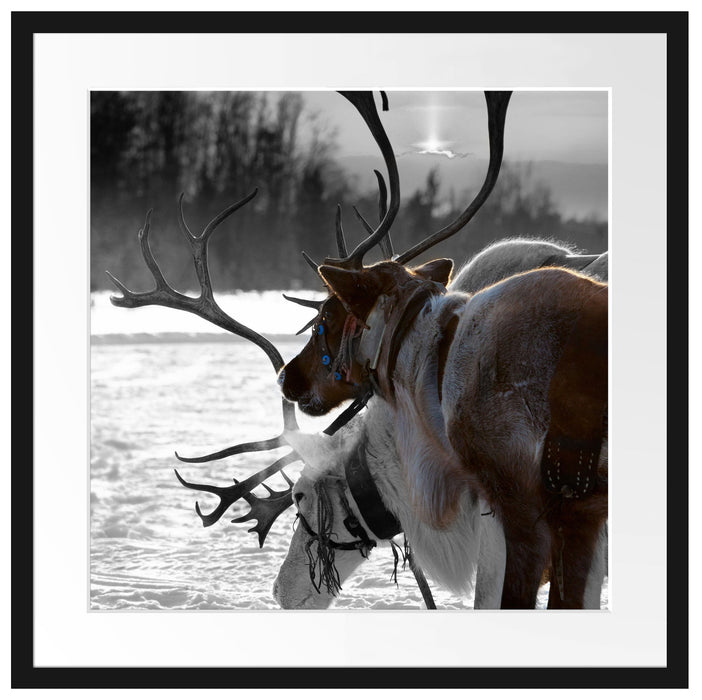 Rentiere im Schnee Passepartout Quadratisch 55x55