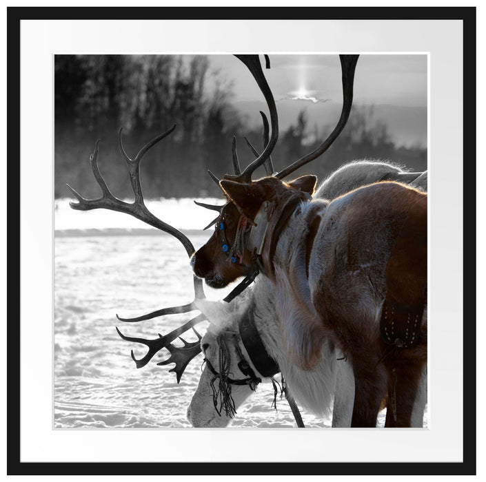 Rentiere im Schnee Passepartout Quadratisch 70x70