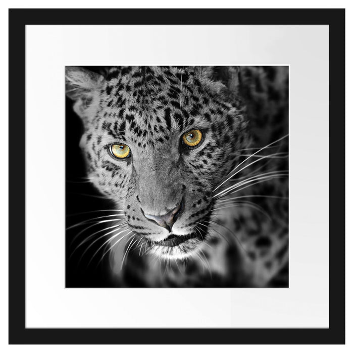 prächtig anmutiger Leopard Passepartout Quadratisch 40x40