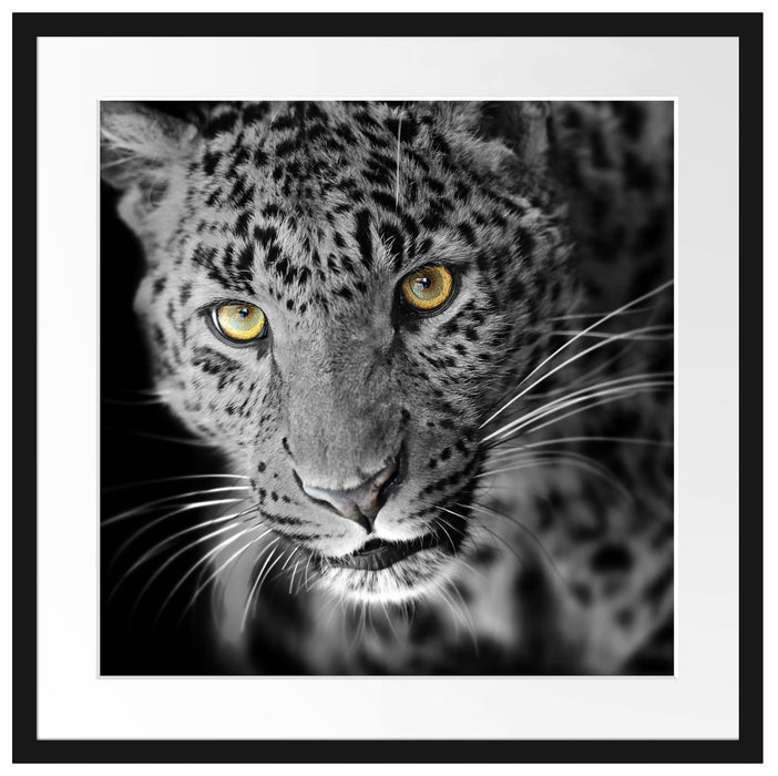 prächtig anmutiger Leopard Passepartout Quadratisch 55x55